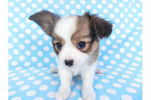 成約済の千葉県のパピヨン-129680の4枚目