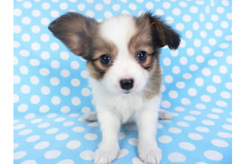 成約済の千葉県のパピヨン-129680の3枚目