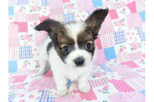 成約済の千葉県のパピヨン-130068の1枚目