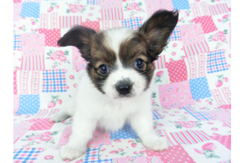 成約済の千葉県のパピヨン-130068の4枚目