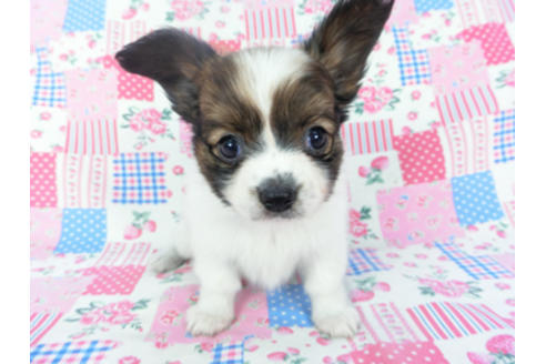 成約済の千葉県のパピヨン-130068の3枚目