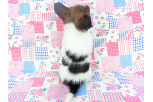 成約済の千葉県のパピヨン-130068の2枚目