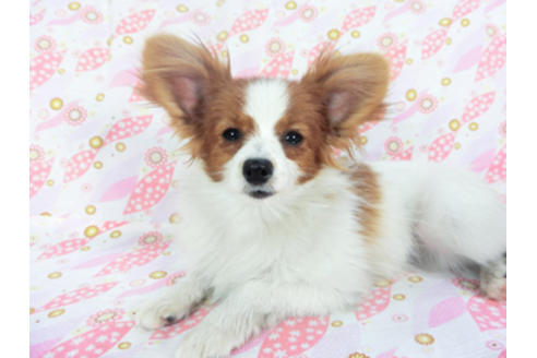 成約済の千葉県のパピヨン-115097