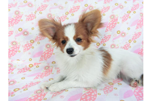 成約済の千葉県のパピヨン-115097の3枚目