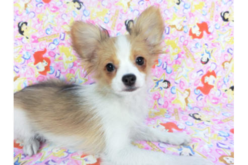 成約済の千葉県のパピヨン-131573