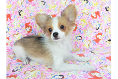 成約済の千葉県のパピヨン-131573の4枚目