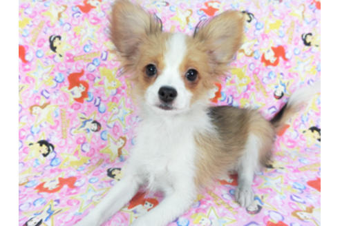 成約済の千葉県のパピヨン-131573の3枚目