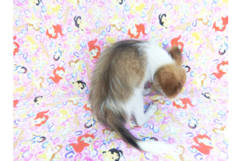 成約済の千葉県のパピヨン-131573の2枚目