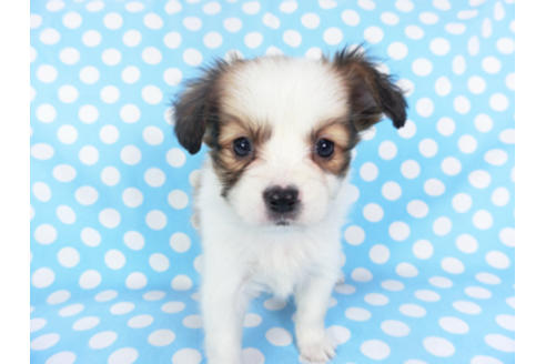 成約済の千葉県のパピヨン-129658の1枚目