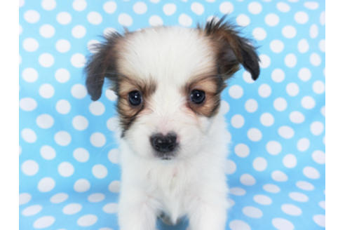 成約済の千葉県のパピヨン-129658の4枚目