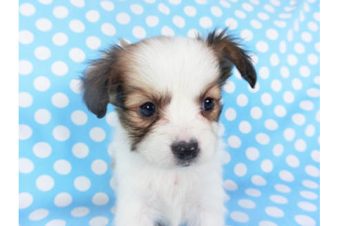 成約済の千葉県のパピヨン-129658の3枚目