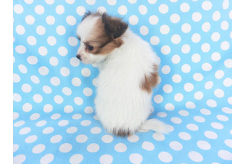 成約済の千葉県のパピヨン-129658の2枚目