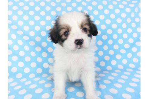 成約済の千葉県のパピヨン-129666