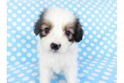 成約済の千葉県のパピヨン-129666の4枚目