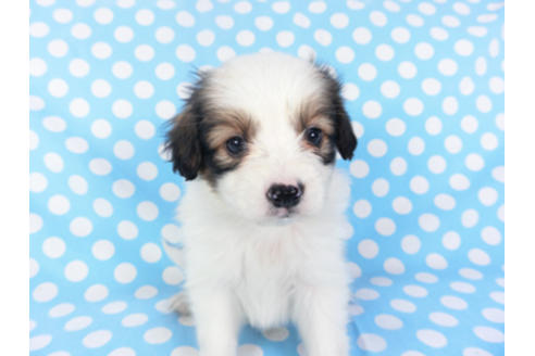 成約済の千葉県のパピヨン-129666の3枚目