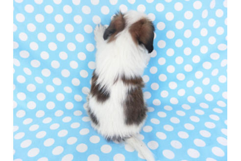 成約済の千葉県のパピヨン-129666の2枚目