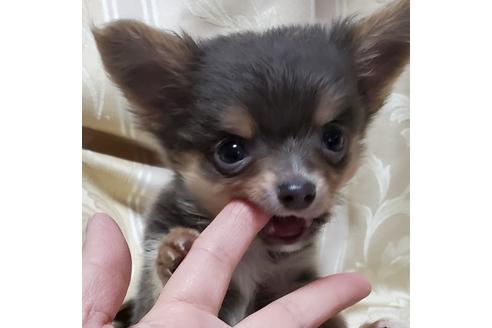 成約済の三重県のチワワ(ロングコート)-131596の11枚目