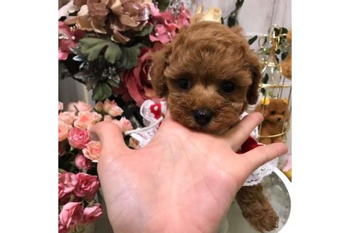 広島県のティーカッププードル 女の子 21 03 08生まれ 可愛い すぎる女の子 お気軽に価格相談してみてくださいね 子犬id ブリーダーナビ