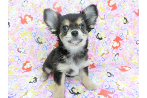 成約済の千葉県のチワワ(ロングコート)-126770