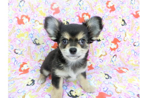 成約済の千葉県のチワワ(ロングコート)-126770の4枚目