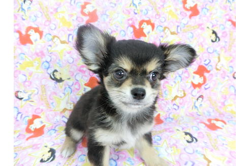 成約済の千葉県のチワワ(ロングコート)-126770の3枚目