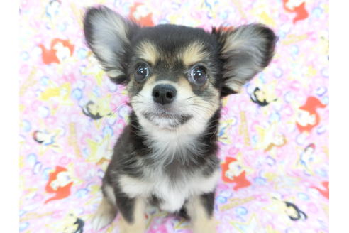 成約済の千葉県のチワワ(ロングコート)-126770の2枚目