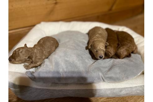 成約済の埼玉県のティーカッププードル-130447の13枚目