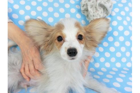 成約済の千葉県のパピヨン-131644の1枚目