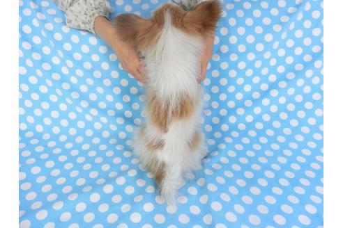 成約済の千葉県のパピヨン-131644の4枚目