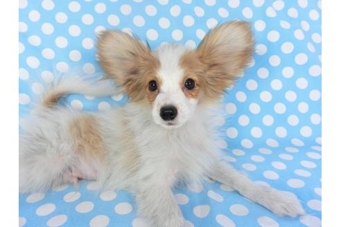 成約済の千葉県のパピヨン-131644の3枚目