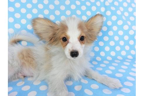 成約済の千葉県のパピヨン-131644の2枚目