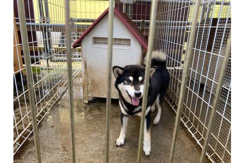 のの柴犬-