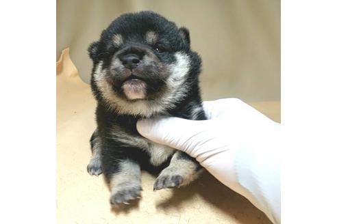 成約済の茨城県の豆柴-130982の2枚目