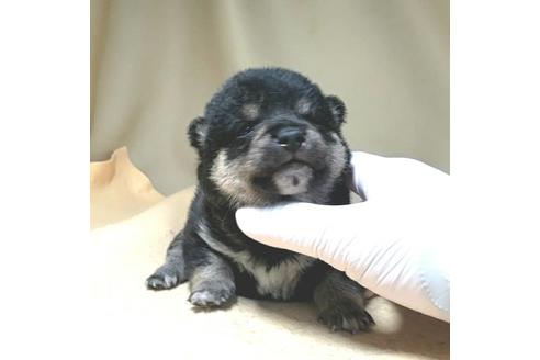 成約済の茨城県の豆柴-130983の20枚目