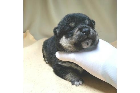 成約済の茨城県の豆柴-130983の18枚目
