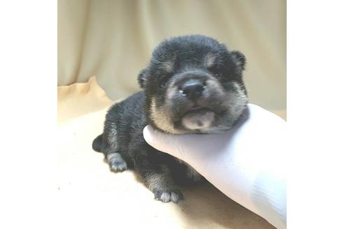 成約済の茨城県の豆柴-130983の17枚目