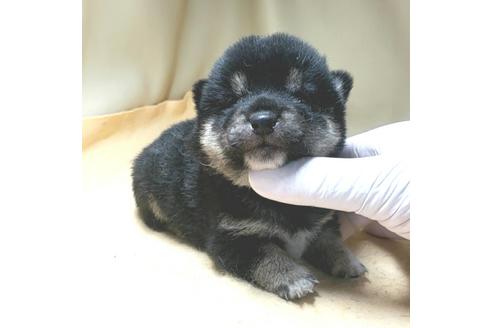 成約済の茨城県の豆柴-130984の15枚目