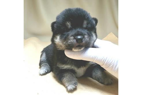 成約済の茨城県の豆柴-130984の12枚目