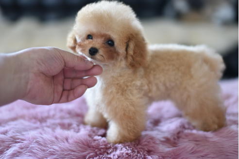 成約済の茨城県のティーカッププードル-126527の4枚目