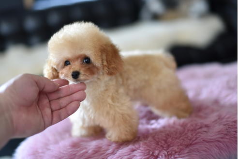 成約済の茨城県のティーカッププードル-126527の3枚目