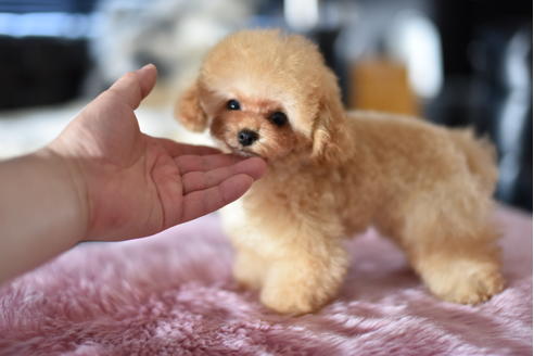 成約済の茨城県のティーカッププードル-126527の2枚目