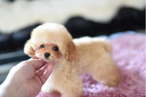 成約済の茨城県のティーカッププードル-126527の1枚目