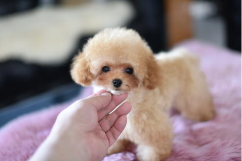 成約済の茨城県のティーカッププードル-126527の6枚目