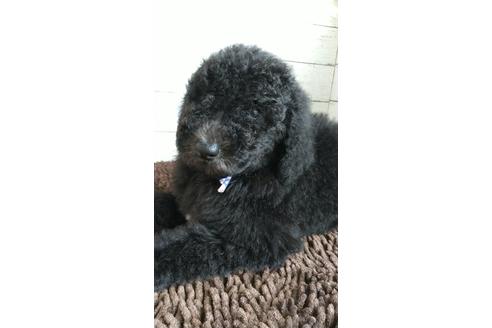 成約済の香川県のスタンダードプードル-129511の3枚目