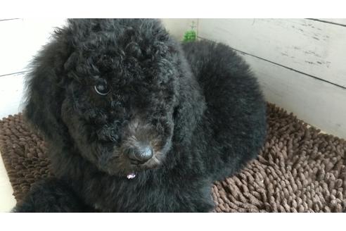 成約済の香川県のスタンダードプードル-129511の2枚目