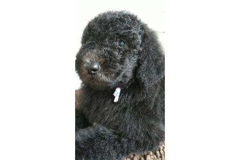 成約済の香川県のスタンダードプードル-129511の1枚目
