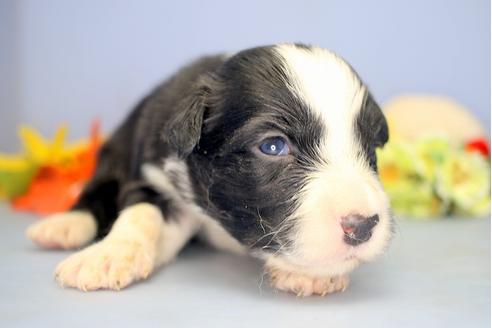 子犬