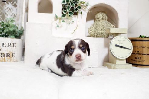 成約済の佐賀県のカニンヘンダックスフンド(ロングヘアード)-131724の1枚目