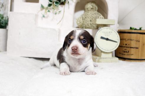 成約済の佐賀県のカニンヘンダックスフンド(ロングヘアード)-131724の5枚目