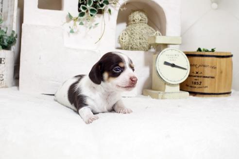 成約済の佐賀県のカニンヘンダックスフンド(ロングヘアード)-131724の4枚目